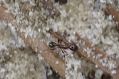 Pheidole dentata