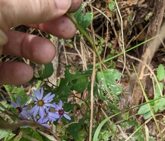 Symphyotrichum shortii