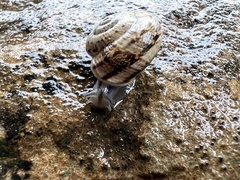 Marmorana serpentina