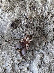 Leptoglossus jacquelinae