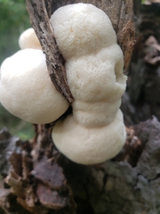 Hericium erinaceus