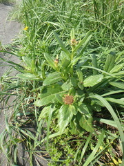Senecio pseudoarnica
