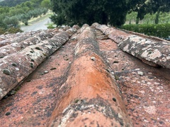 Marmorana serpentina