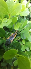 Zelus longipes