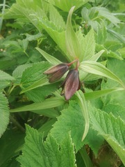 Fritillaria camschatcensis