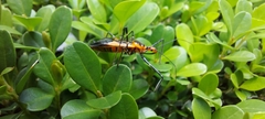 Zelus longipes