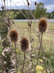Dipsacus