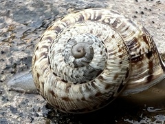 Marmorana serpentina