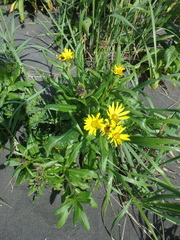 Senecio pseudoarnica