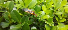 Zelus longipes