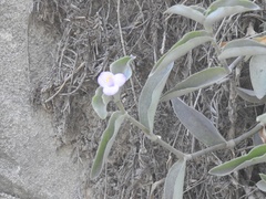 Tradescantia pallida