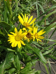 Senecio pseudoarnica