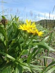 Senecio pseudoarnica