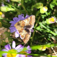 Schinia septentrionalis