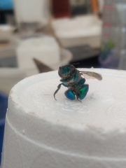 Euglossa
