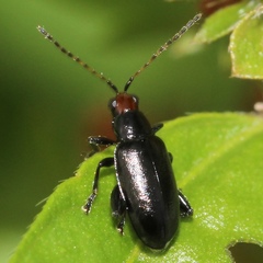 Systena frontalis