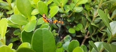 Zelus longipes