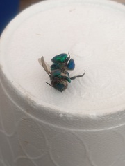 Euglossa