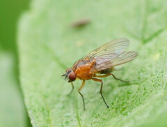 Helinomydaea