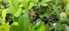 Zelus longipes