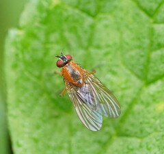 Helinomydaea
