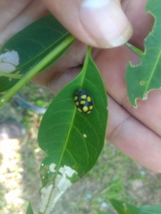Epilachna mexicana