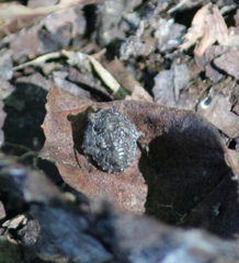 Gelastocoris oculatus