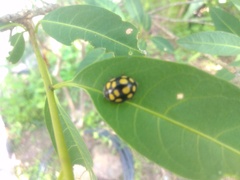 Epilachna mexicana