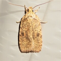 Agonopterix thelmae