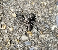 Platycryptus undatus