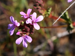 Pelargonium grossularioides