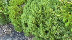 Buxus sempervirens
