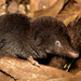 Southern Short-tailed Shrew - Photo (c) cotinis, some rights reserved (CC BY-NC-SA)