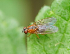 Helinomydaea