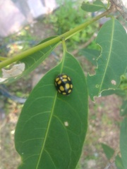 Epilachna mexicana