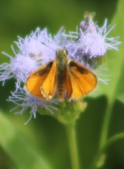 Copaeodes aurantiaca