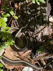 Thamnophis elegans terrestris