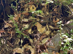 Thamnophis elegans terrestris