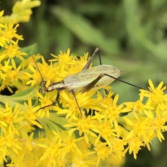 Oecanthus nigricornis