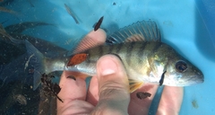 Perca fluviatilis