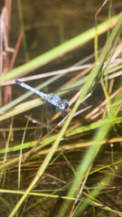 Erythrodiplax minuscula