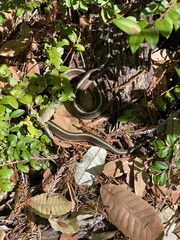 Thamnophis elegans terrestris