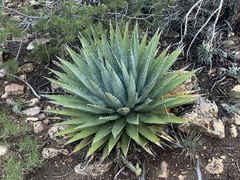 Agave utahensis kaibabensis