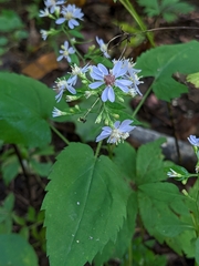 Symphyotrichum cordifolium