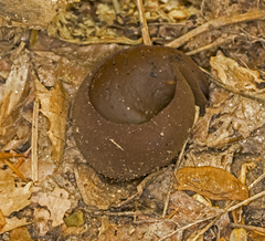 Phylloscypha phyllogena