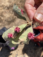 Cynips quercusechinus