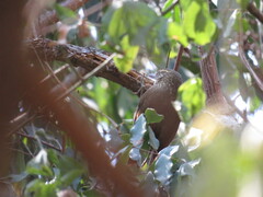 Syndactyla rufosuperciliata