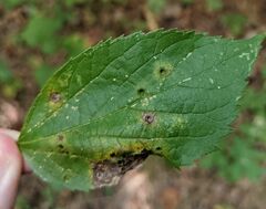 Pachypsylla celtidismamma