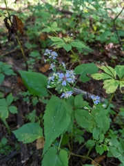 Symphyotrichum cordifolium