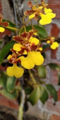Trichocentrum brachyphyllum